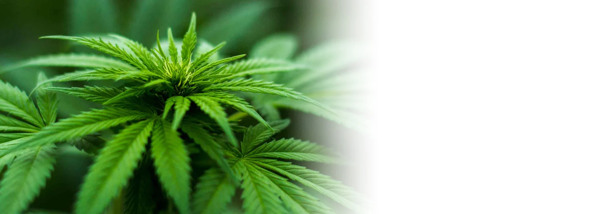 medical marijuana arkansas